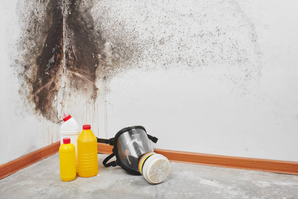 Trusted Reading, PA Mold Removal Experts